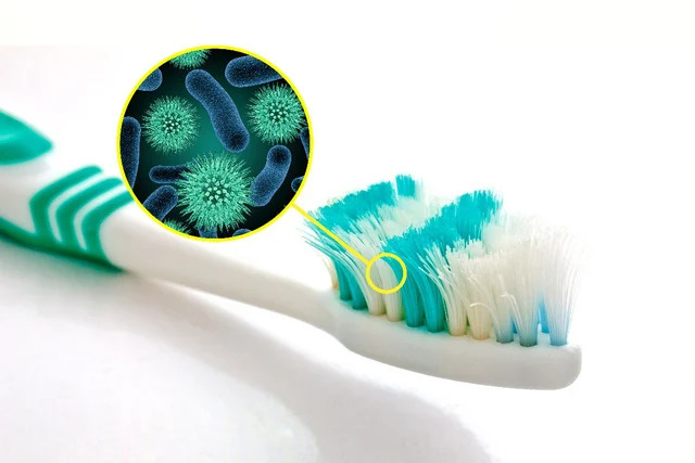 Bàn chải đánh răng chứa nhiều vi khuẩn